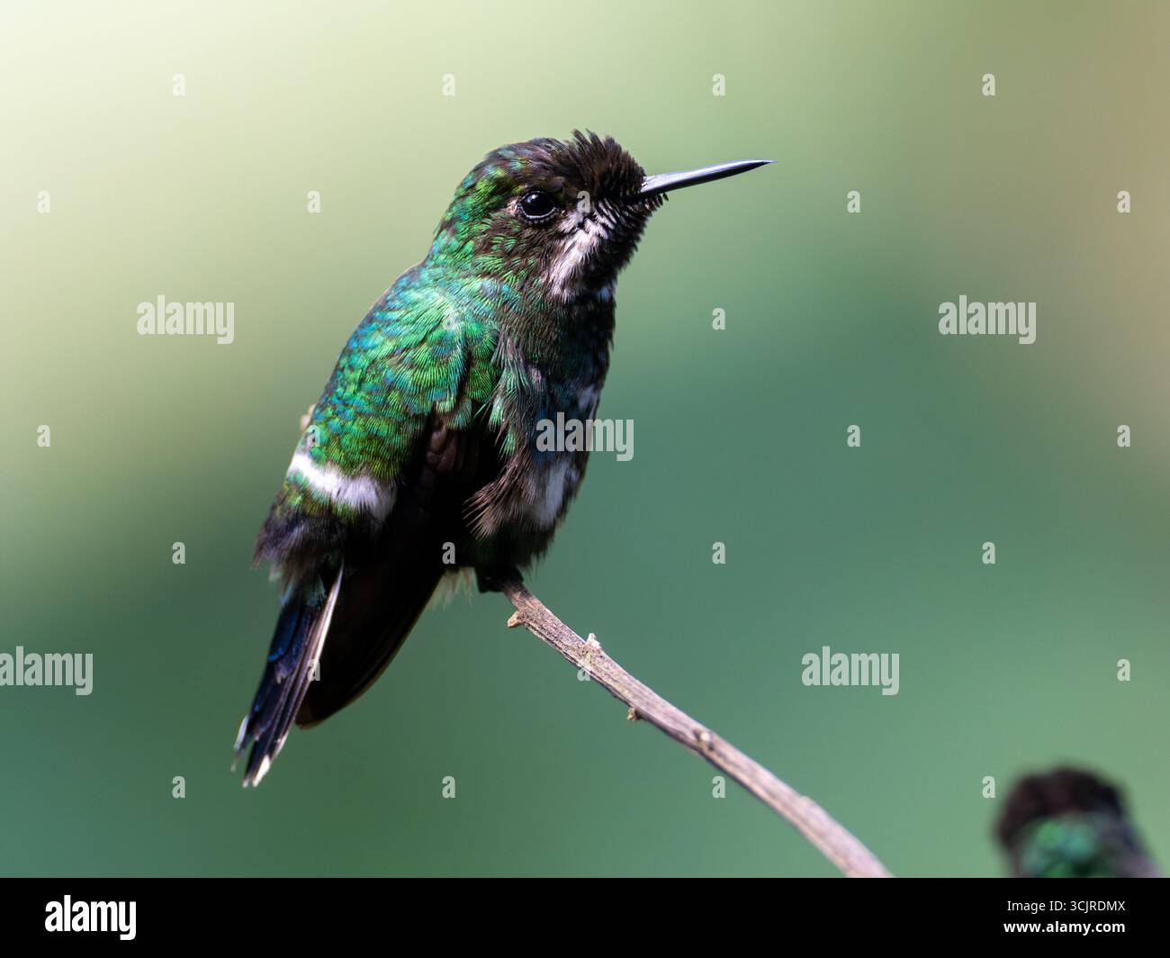 Colibrì coda verde, Discosura conversii, presso i mangiatoie dell'Umbrellabird Lodge, Ecuador Foto Stock