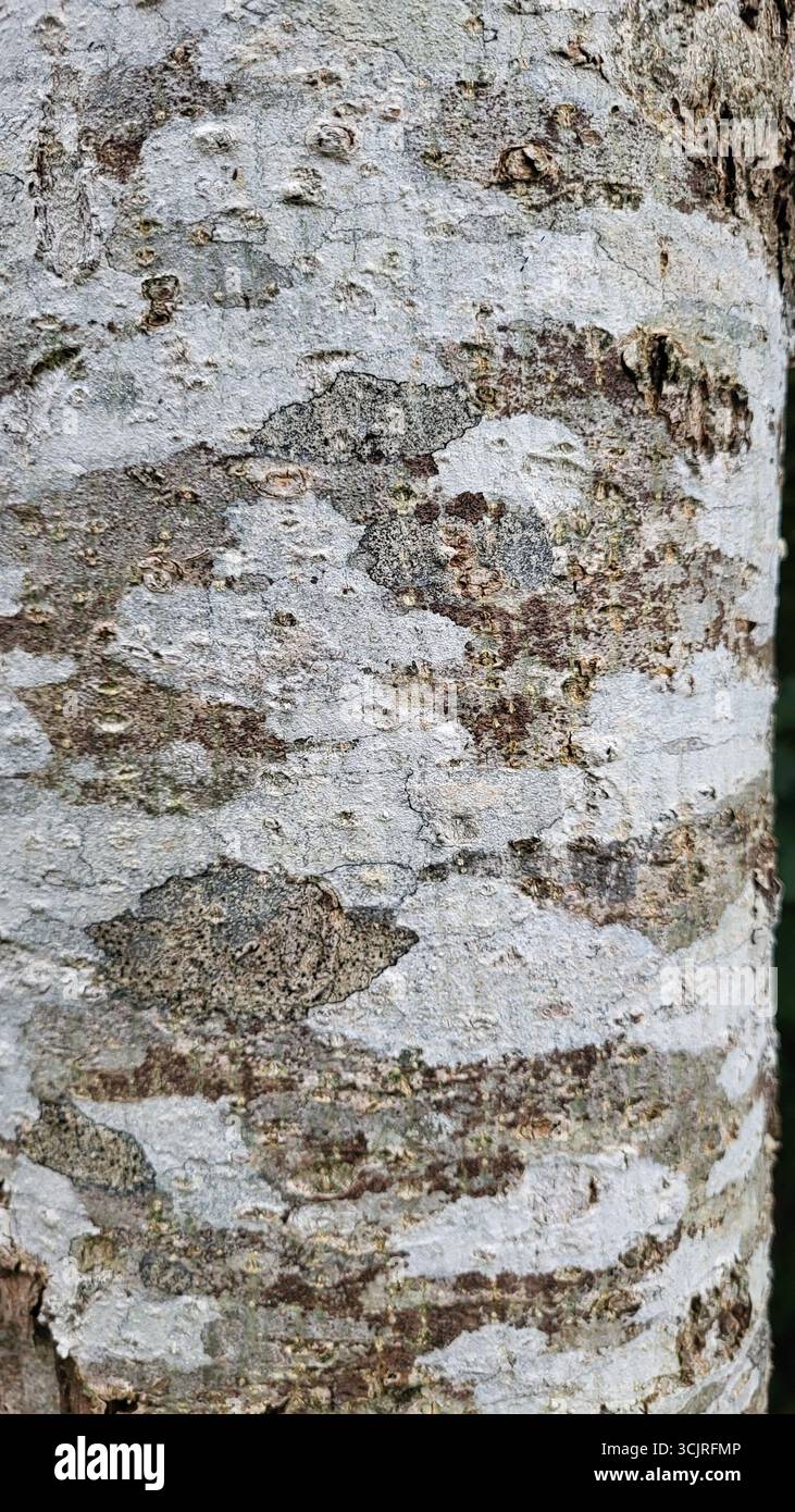 Primo piano della corteccia degli alberi in natura con tonalità di grigio e bianco, che mostrano una dettagliata consistenza naturale della corteccia. Uno sfondo naturale e rustico. Foto Stock