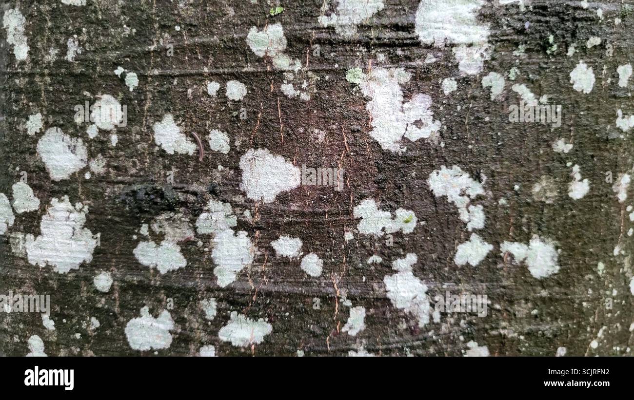 Primo piano della corteccia degli alberi in natura con tonalità di grigio e bianco, che mostrano una dettagliata consistenza naturale della corteccia. Uno sfondo naturale e rustico. Foto Stock