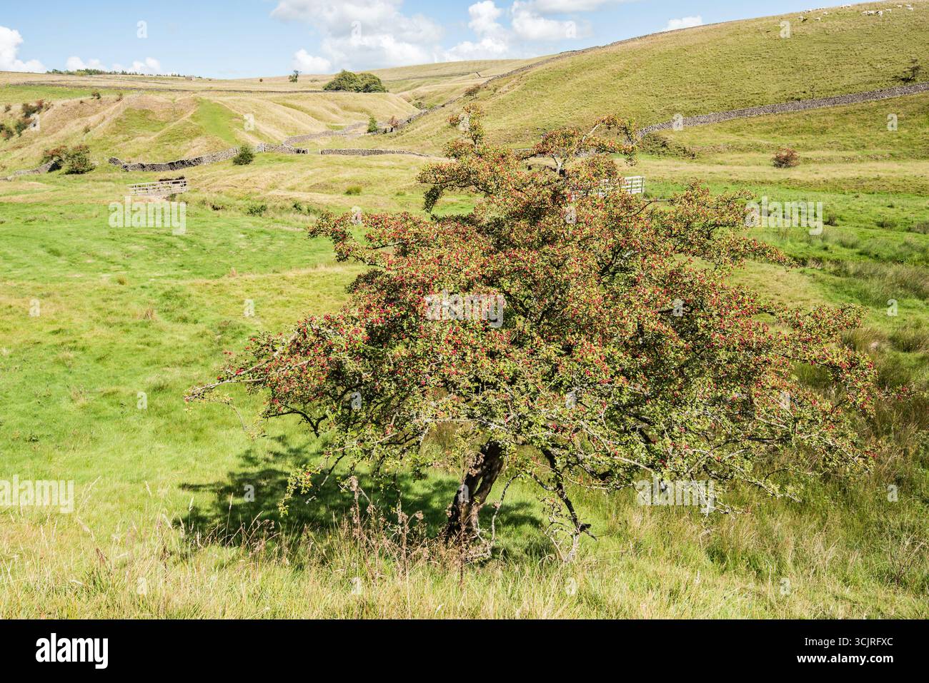 Il bel paesaggio delle Yorkshire Dales, dove Long Preston beck si unisce all'acqua proveniente da Bookil Gill. Foto Stock