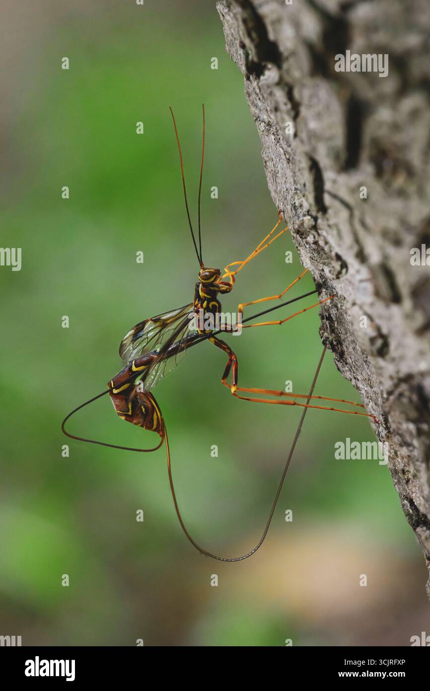 Vespa Ichneumonid gigante dalla coda lunga con ovipositore all'interno del tronco morto delle uova deposte, Michigan sud-orientale, Macomb County, Stati Uniti Foto Stock