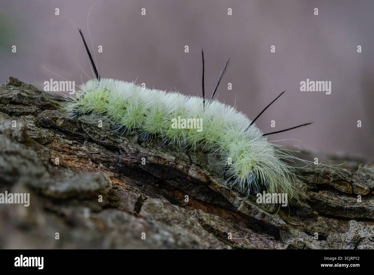 American Dagger Moth caterpillar (Acronicta americana) strisciando sulla corteccia d'acero d'argento, Michigan sud-orientale, Stati Uniti Foto Stock