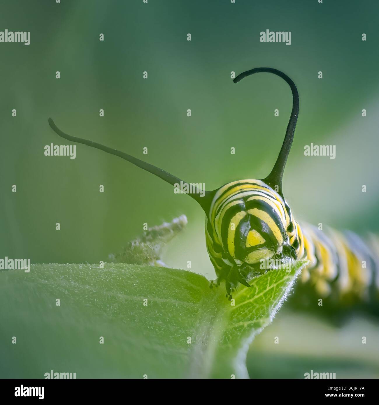 Monarch Caterpillar (Danaus plexippus) on Common Milkweed (Asclepias syriaca) in un cortile di fronte periferico piantato per l'habitat degli impollinatori, Michigan, Stati Uniti Foto Stock