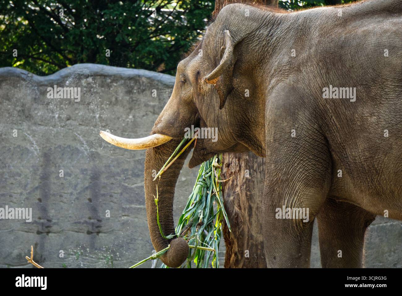 un elefante che si gusta il gras fresco Foto Stock