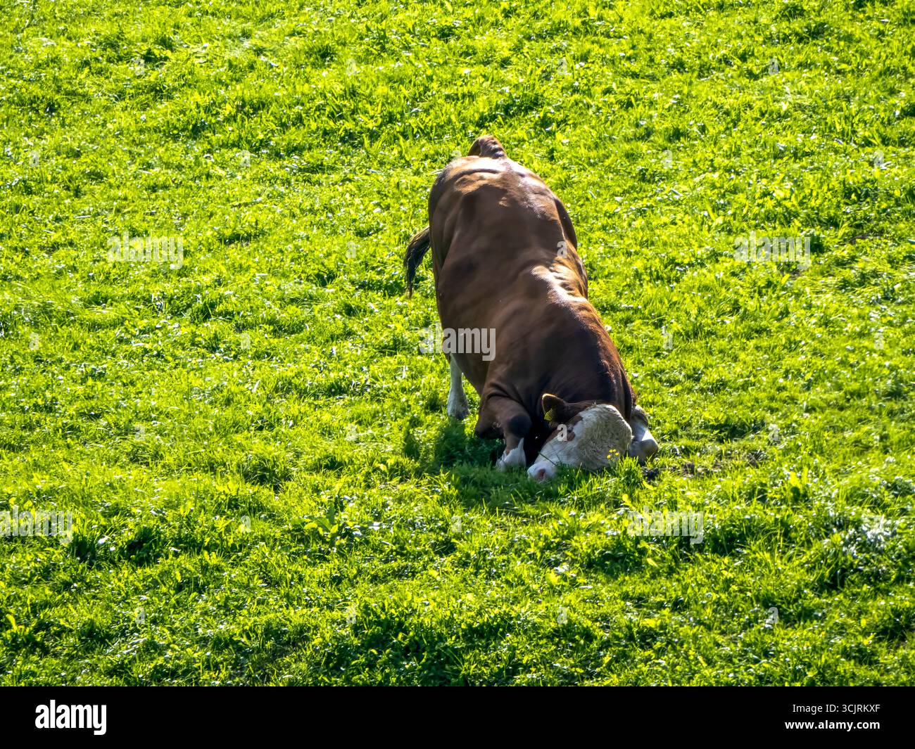 Un bestiame domestico (Bos taurus) che si sfrega la testa in un prato, fotografato in un pascolo vicino a Brandenberg. Brandenberg si trova a circa 900 metri sopra Foto Stock