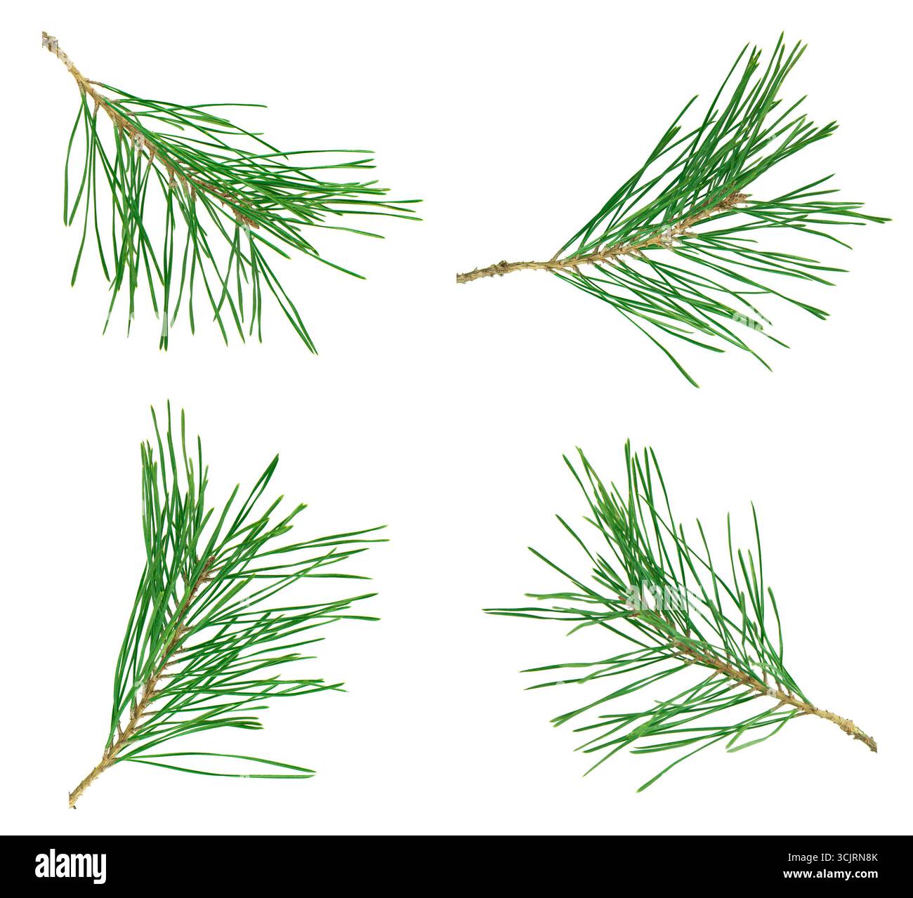 Serie di rami dell'albero di Natale isolati su sfondo bianco. Abete rosso natalizio, rampicante di pino verde. Foto Stock