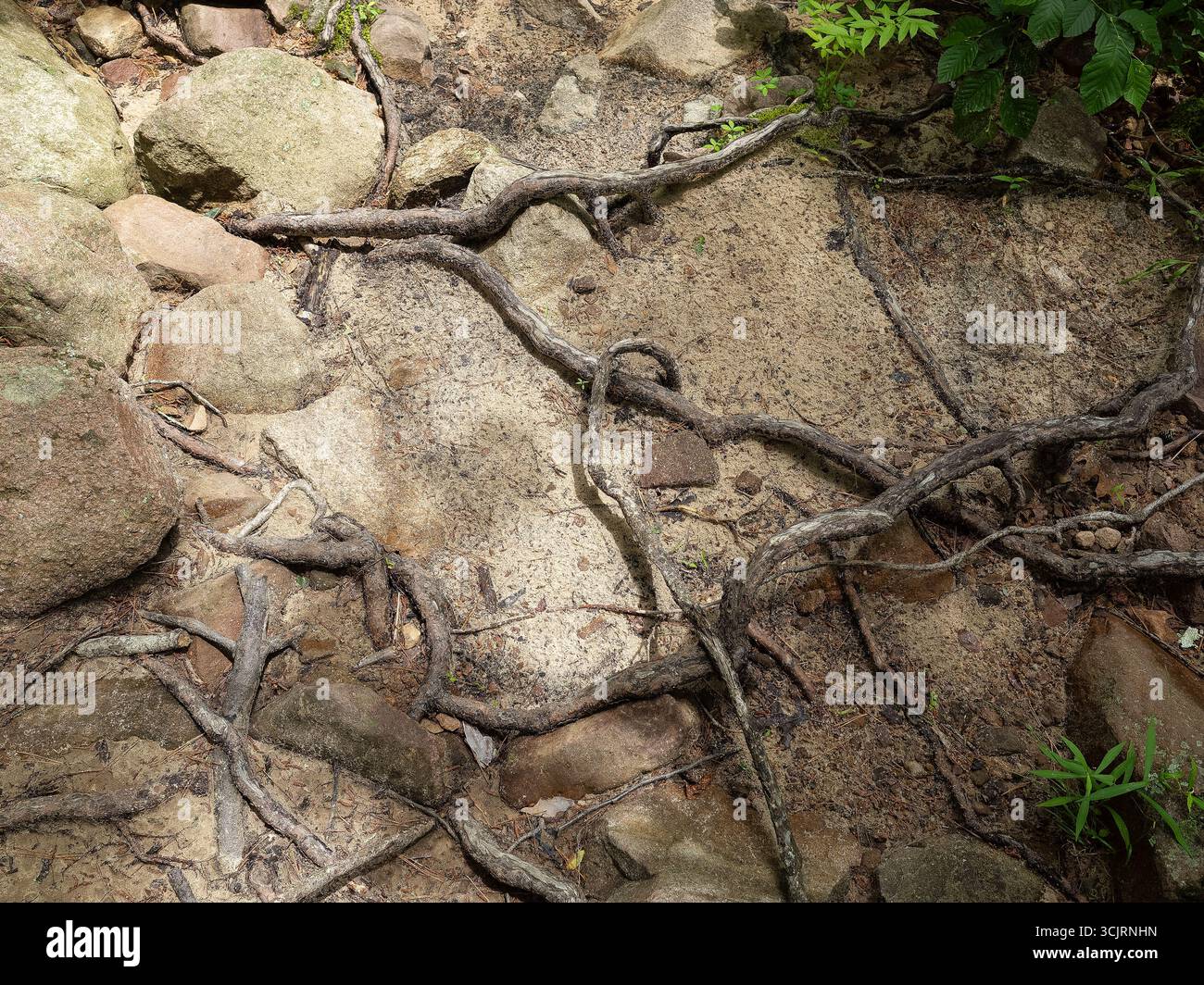 Hawn State Park, ubicazione: Ste. Genevieve, MO Foto Stock
