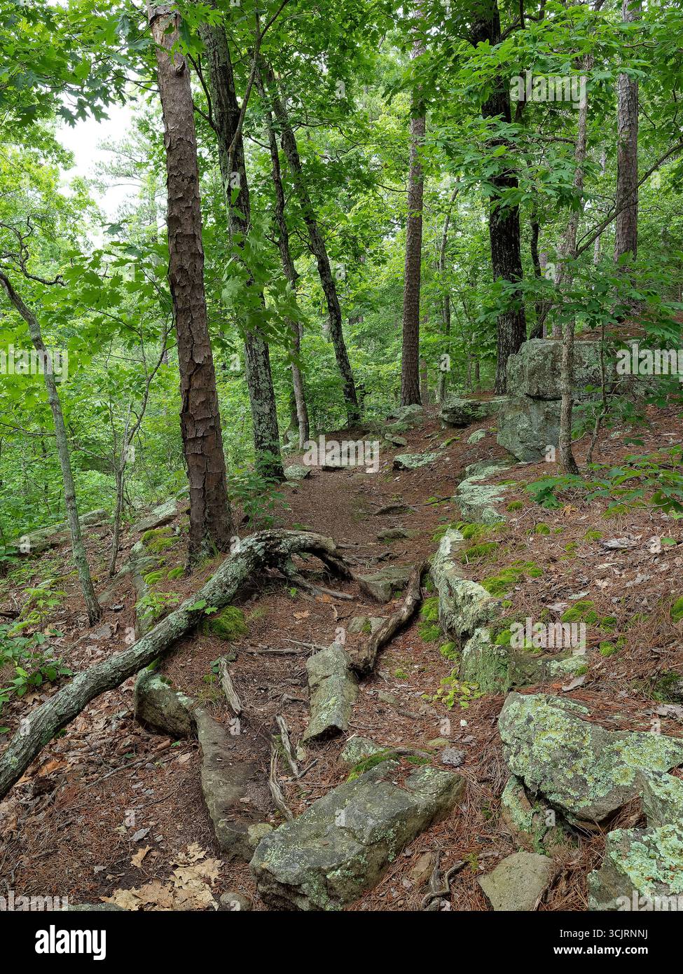 Hawn State Park, ubicazione: Ste. Genevieve, MO Foto Stock