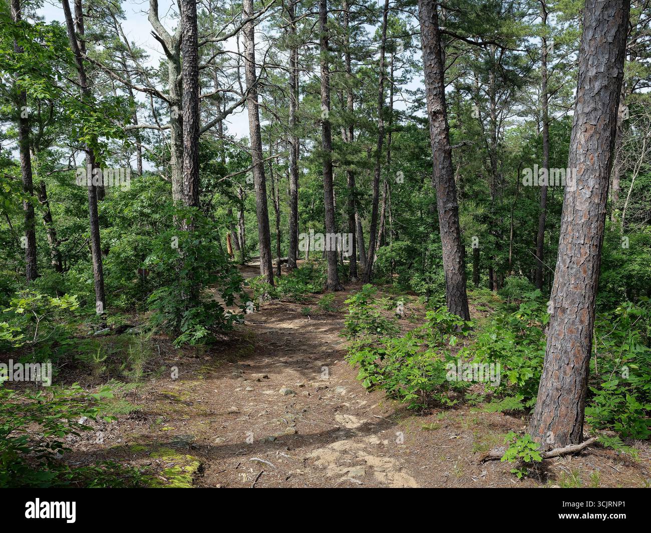 Hawn State Park, ubicazione: Ste. Genevieve, MO Foto Stock