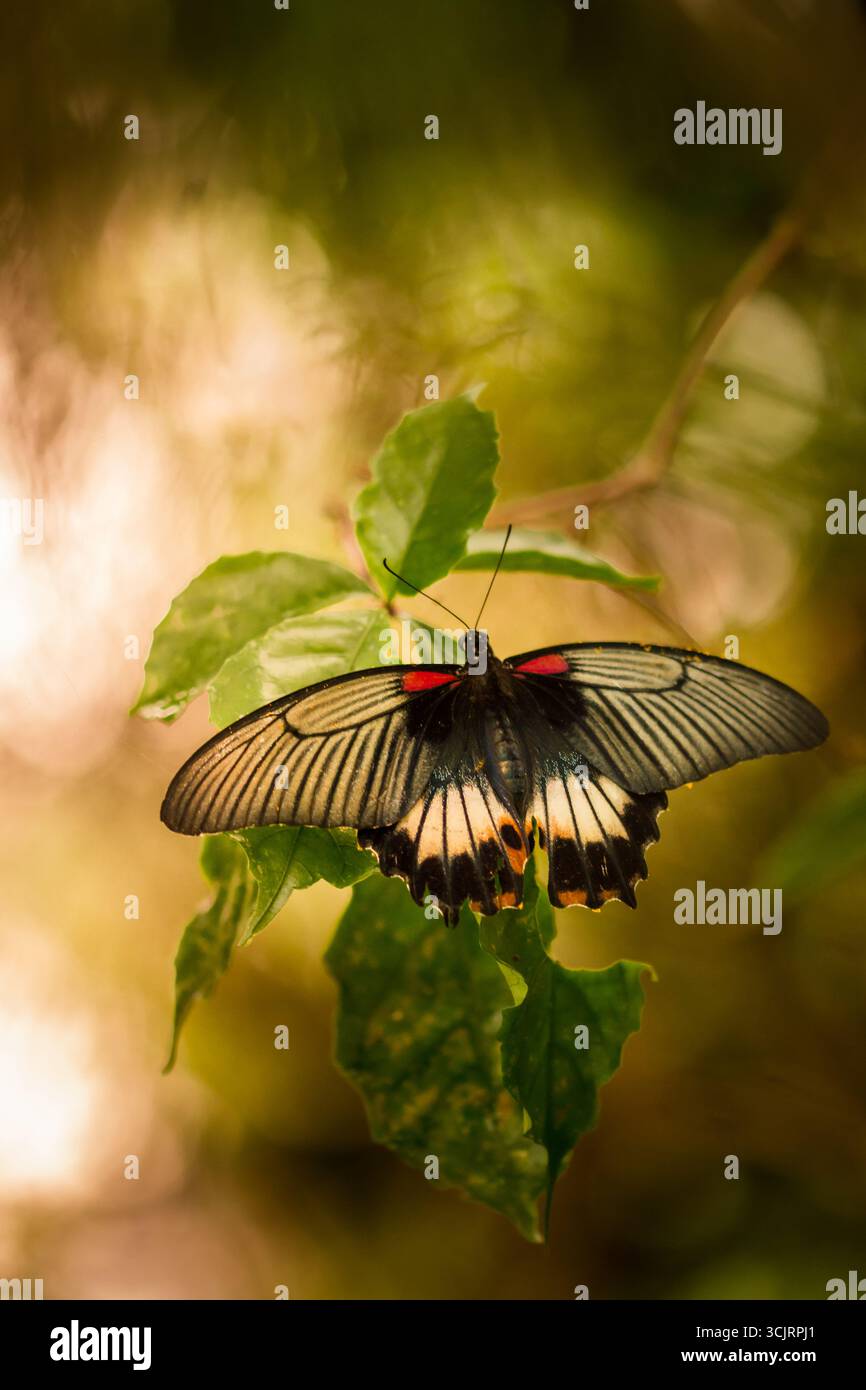 Farfalla tropicale con splendidi motivi sulle ali nella sua giungla naturale e foresta pluviale Foto Stock