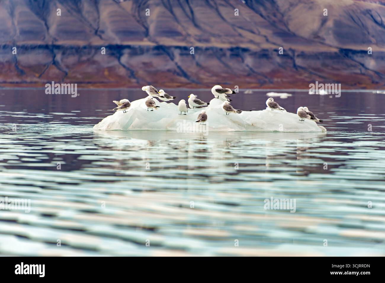Colonia di uccelli kittiwake sul ghiaccio Kapp Waldburg Svalbard Norvegia // Kapp Waldburg, Svalbard, Norvegia — Una colonia di uccelli kittiwake riposa su una piattaforma di ghiaccio galleggiante nelle acque artiche. Questi uccelli marini, noti per i loro richiami distintivi, si trovano comunemente nelle zone costiere e sulle scogliere. Le Svalbard sono un arcipelago situato tra la Norvegia continentale e il Polo Nord, rinomato per i suoi paesaggi suggestivi e l'abbondante fauna selvatica, tra cui orsi polari, foche e varie specie di uccelli. L'ambiente gelido della regione e i ricchi ecosistemi marini supportano queste popolazioni. Foto Stock