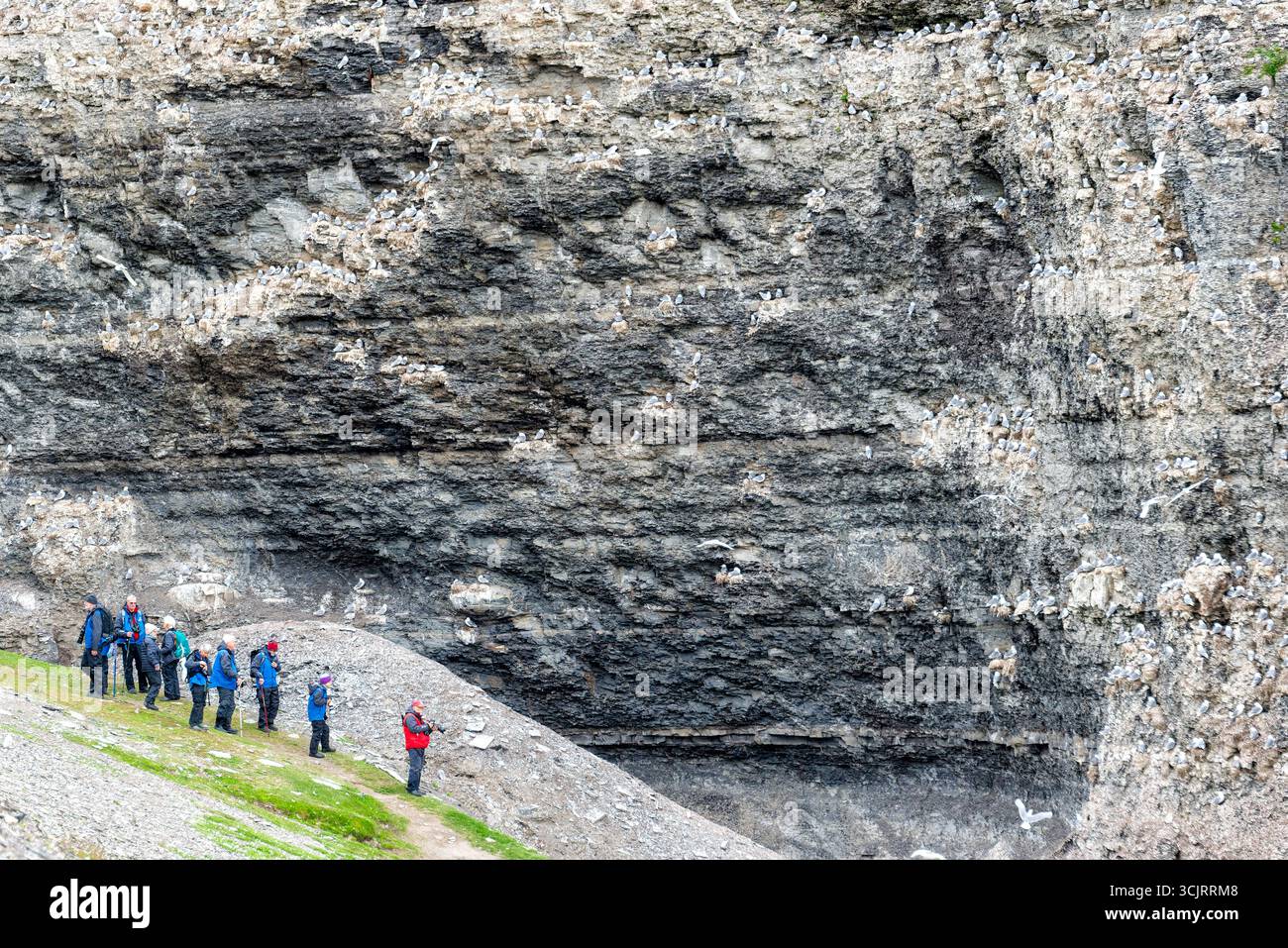 Colonia di gabbiani a Capo Waldburg Svalbard Norvegia | CAPO WALDBURG, Svalbard — Una fila di visitatori dell'expedizione studia una parete rocciosa striata piena di nidi di gabbiani dalle zampe nere a Capo Waldburg su Barentsøya. La roccia scura e stratificata è uno scisto sedimentario triassico, i suoi sporgenzi ricoperti di nidi di fango e vegetazione costruiti direttamente nelle fratture naturali della roccia madre. Foto Stock