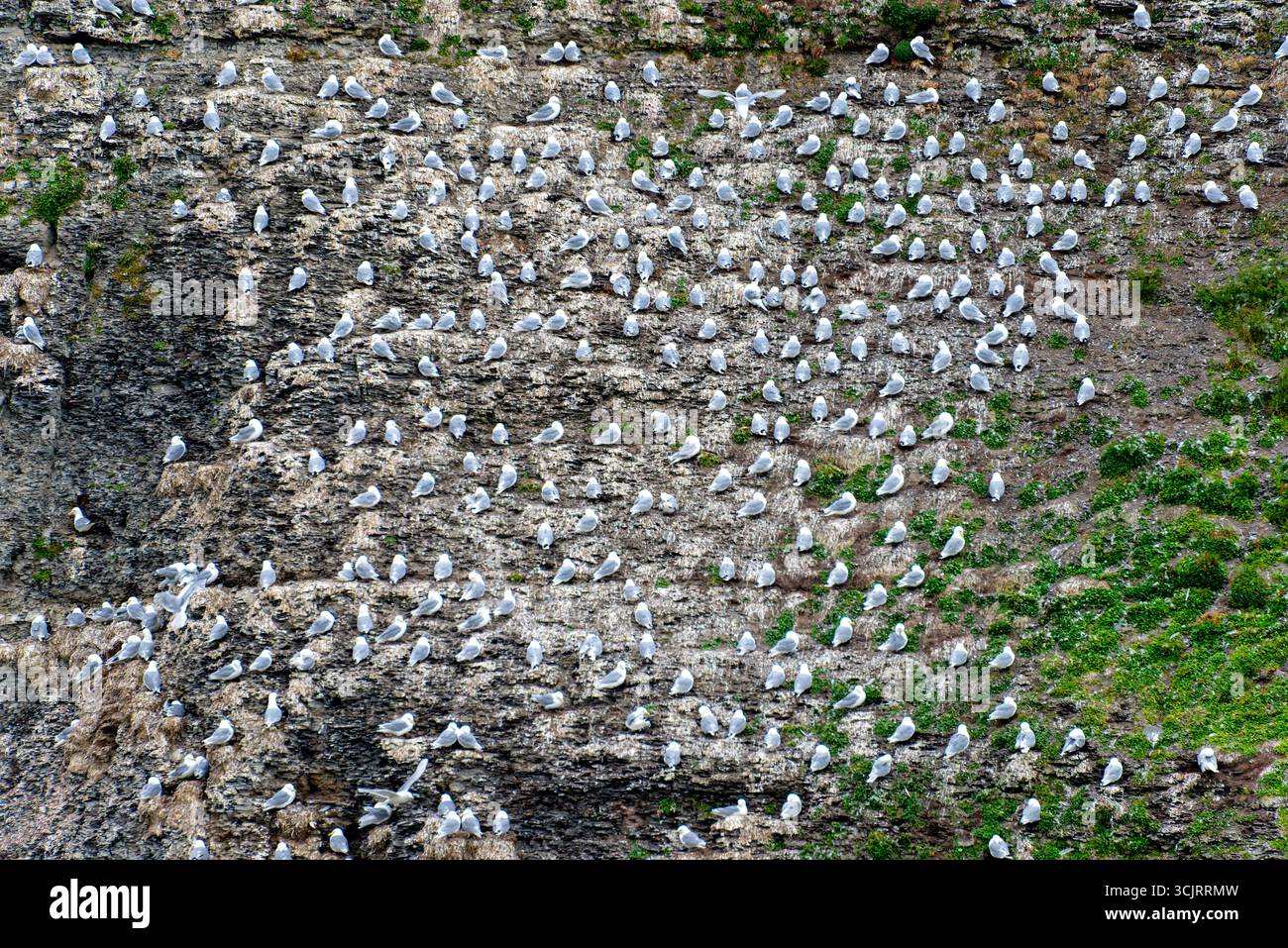 Colonia di gabbiani a tre piedi Kapp Waldburg Isola di Barents Svalbard Norvegia | KAPP WALDBURG, Svalbard — Centinaia di gabbiani a tre piedi dalle zampe nere si accalcano su una parete rocciosa muschiosa e striata di guano a Kapp Waldburg su Barentsøya, i loro nidi sono ammassati su stretti cornicioni sopra macchie di vegetazione verde alimentate dai loro stessi escrementi. La specie nidifica in modo coloniale su rocce a picco in tutta l’Artico, e questa colonia è una delle nove registrate sull’isola. Foto Stock