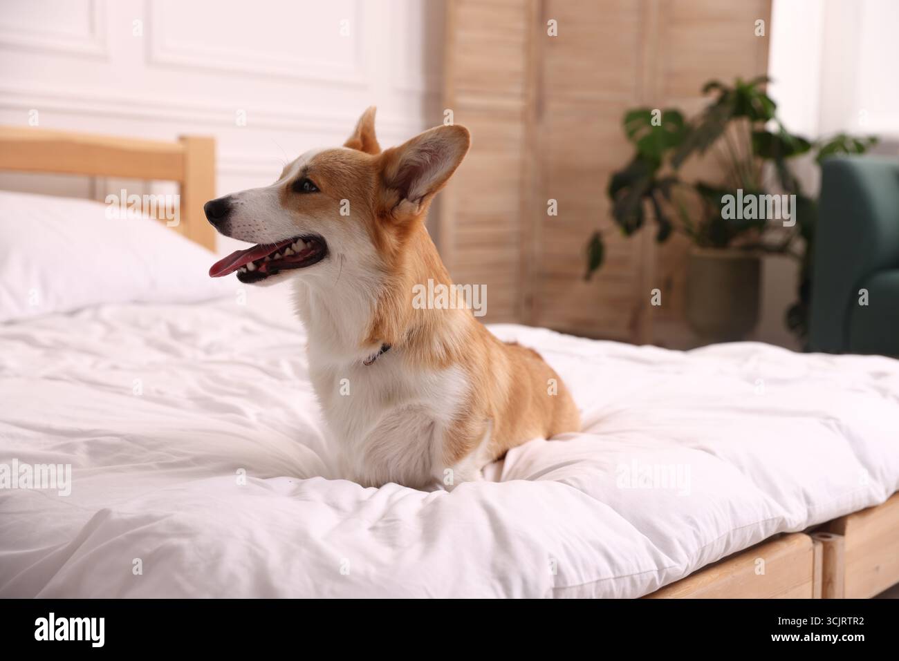 Hotel in cui sono ammessi gli animali domestici. Bel cane a letto al chiuso Foto Stock