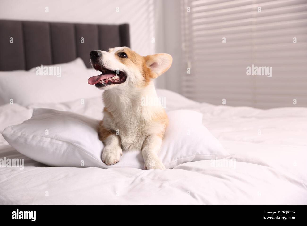 Hotel in cui sono ammessi gli animali domestici. Un cane carino con cuscino sul letto interno Foto Stock