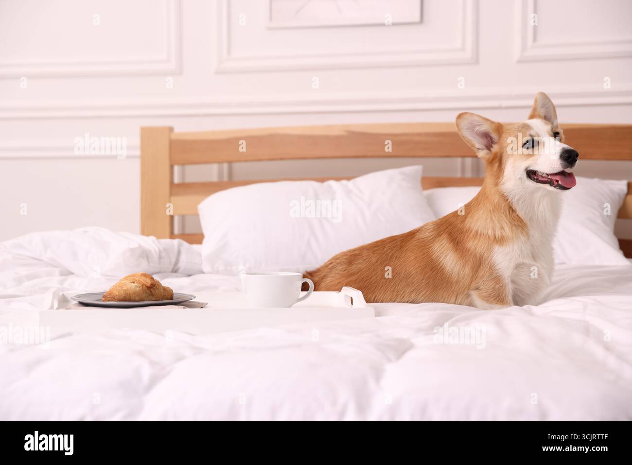 Hotel in cui sono ammessi gli animali domestici. Un bel cane e vassoio con croissant e caffè sul letto vicino a una parete bianca all'interno Foto Stock
