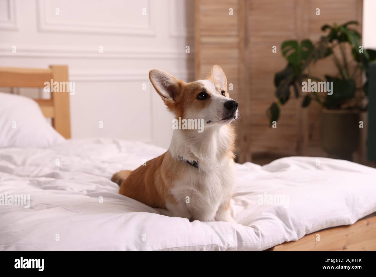 Hotel in cui sono ammessi gli animali domestici. Bel cane seduto sul letto all'interno Foto Stock