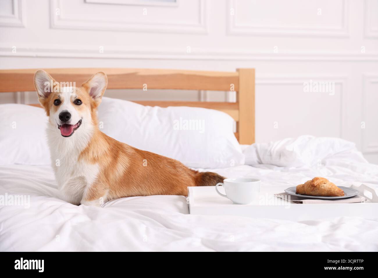 Hotel in cui sono ammessi gli animali domestici. Un bel cane e vassoio con croissant e caffè sul letto vicino a una parete bianca all'interno Foto Stock