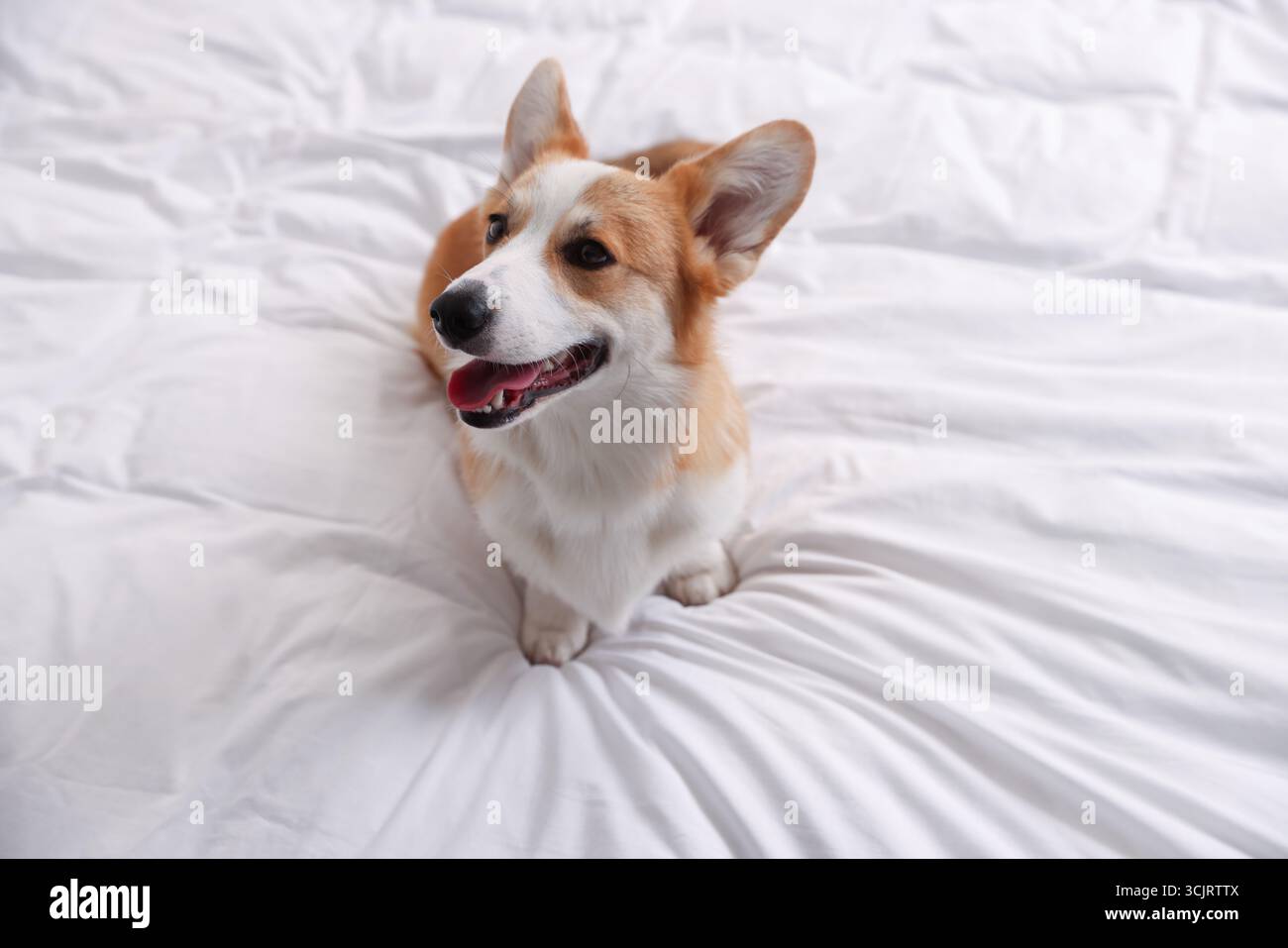 Hotel in cui sono ammessi gli animali domestici. Bel cane seduto su una coperta bianca Foto Stock