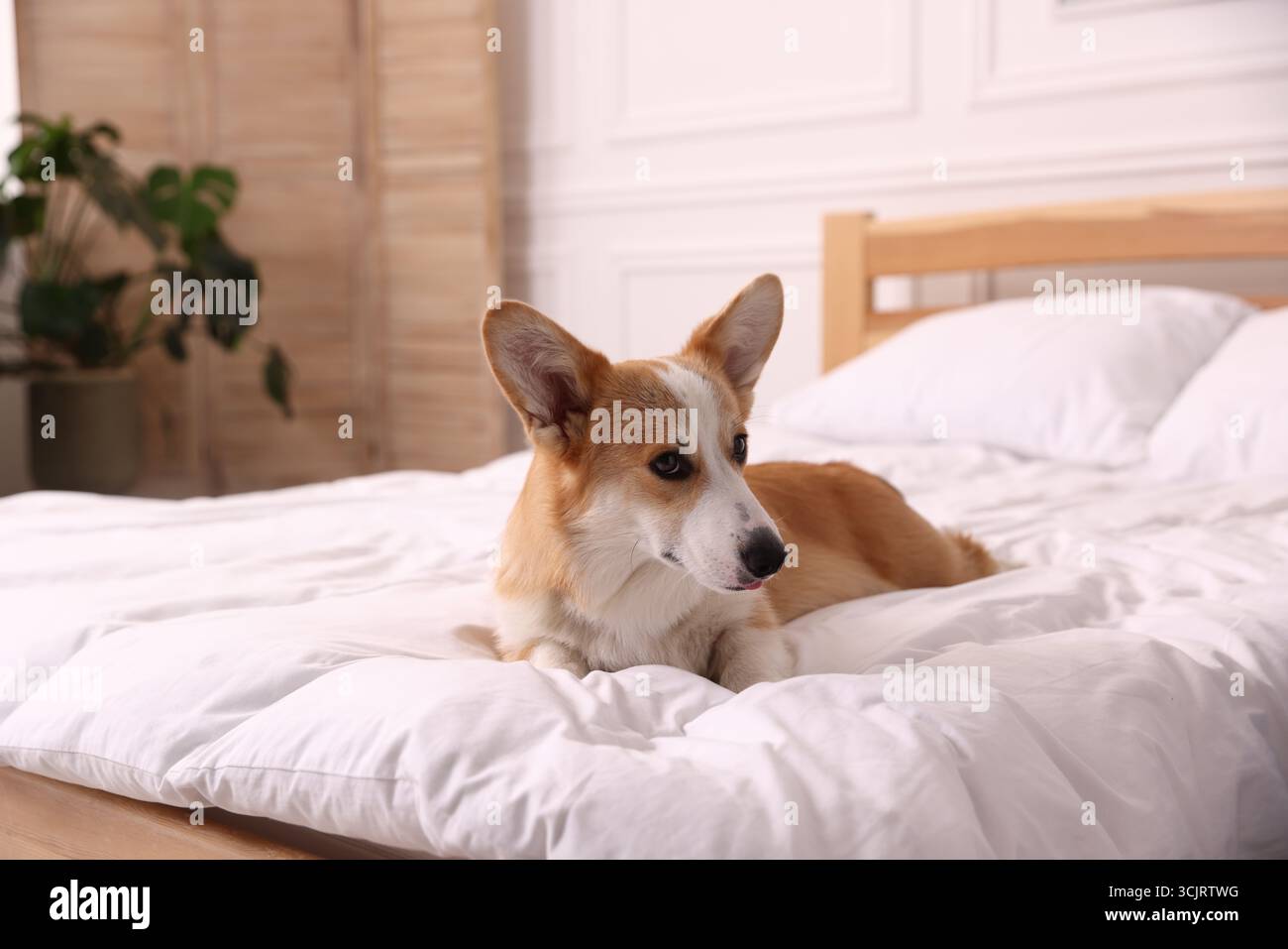 Hotel in cui sono ammessi gli animali domestici. Bel cane a letto al chiuso Foto Stock