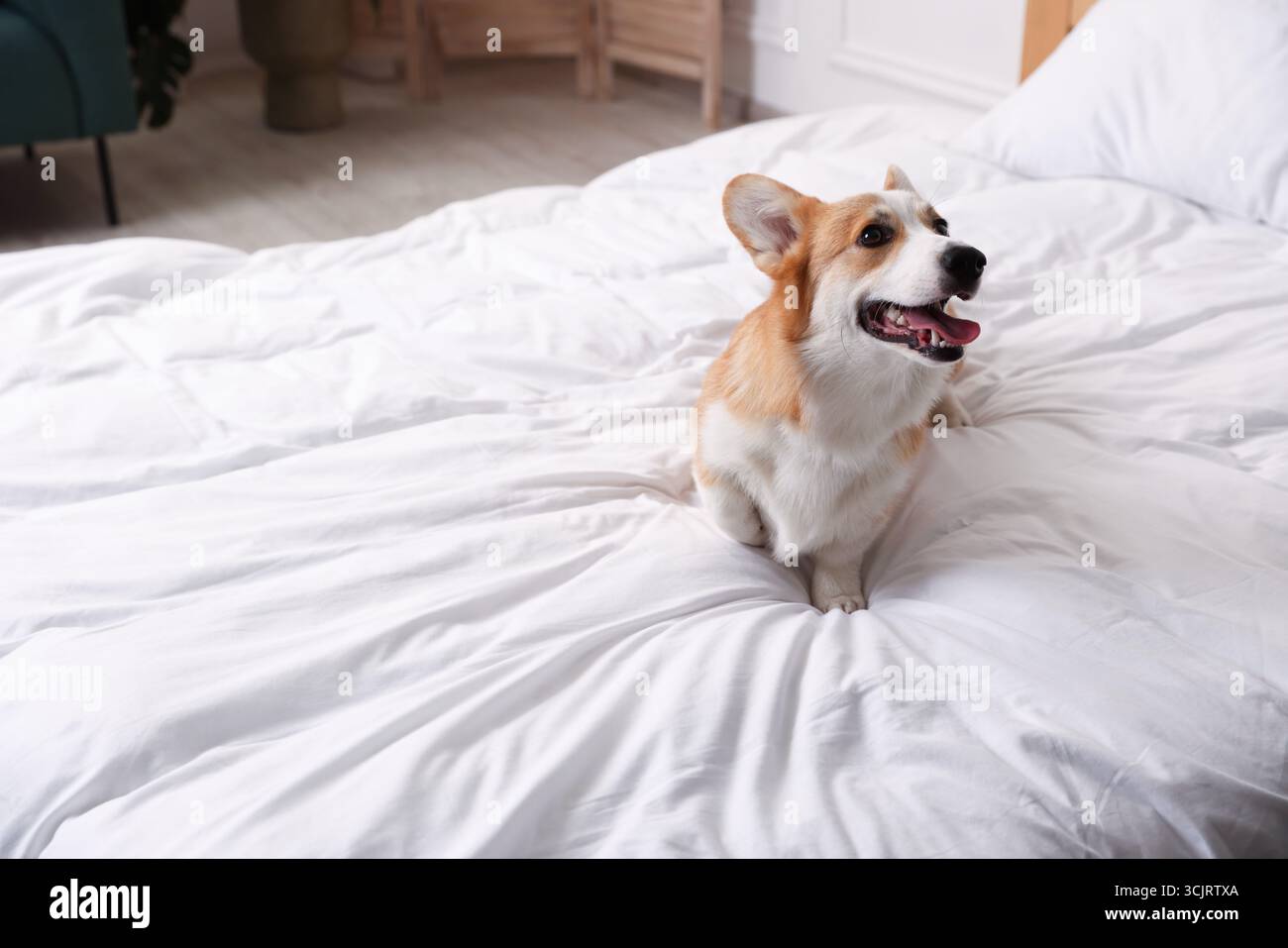 Hotel in cui sono ammessi gli animali domestici. Bel cane seduto sul letto all'interno, spazio per scrivere Foto Stock