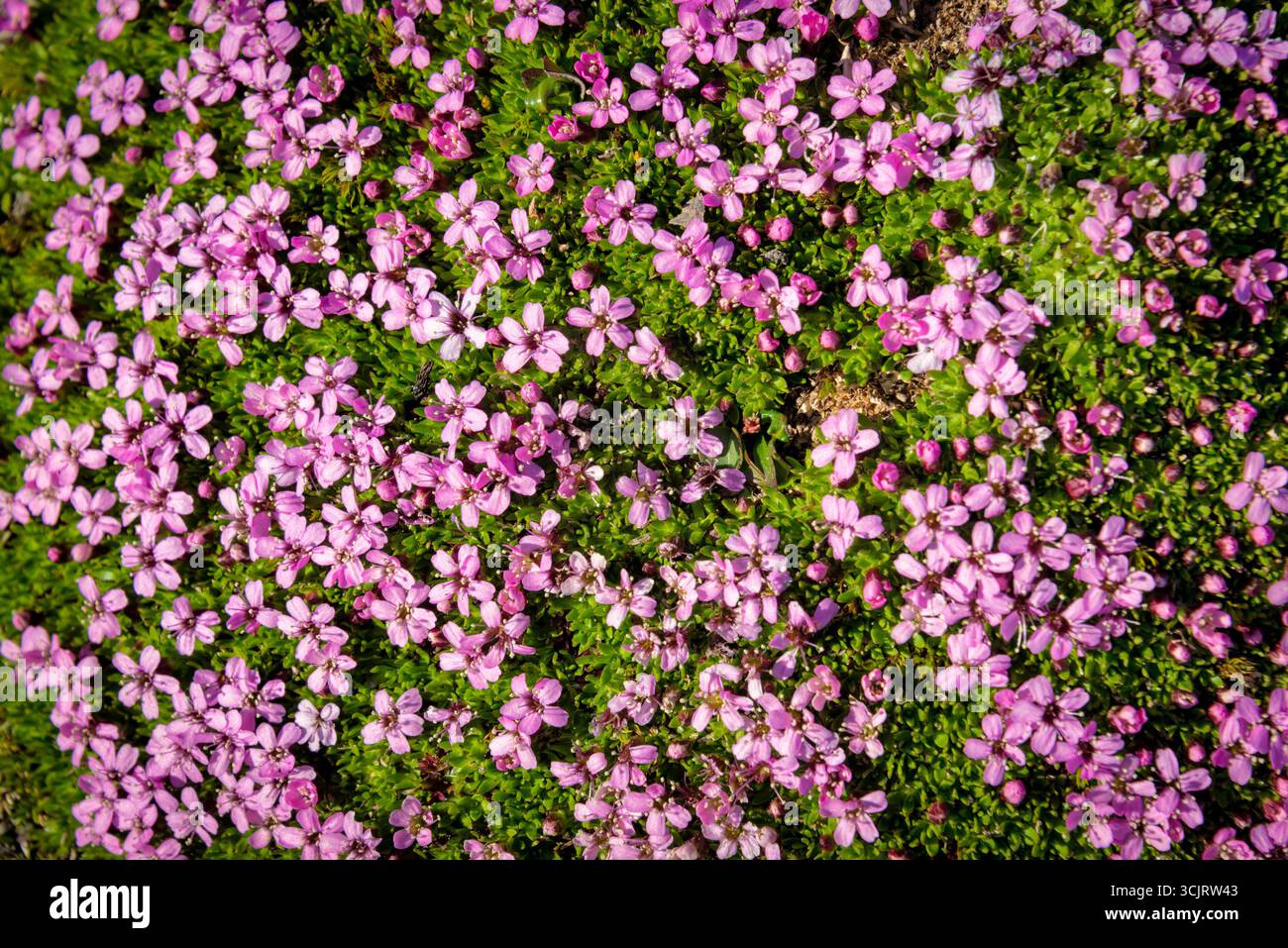 Silene acaulis Moss Campion Fiori Faksevagen Svalbard Norvegia // SVALBARD E JAN MAYEN - Silene acaulis, comunemente noto come Moss campion, mostra i suoi piccoli fiori rosa a forma di stella. Questa perenne sempreverde compatta, simile a un cuscino, è originaria delle regioni subartiche e subalpine dell'emisfero settentrionale ed è ben adattata agli ambienti difficili. La sua densa abitudine di crescita lo aiuta a sopravvivere in climi ventosi e freddi, tollerando temperature fino a -40 gradi Fahrenheit (-40 gradi Celsius). Il nome del genere Silene si riferisce ai peli appiccicosi sulle piante che scoraggiano gli insetti, mentre "campion" storicamente h Foto Stock