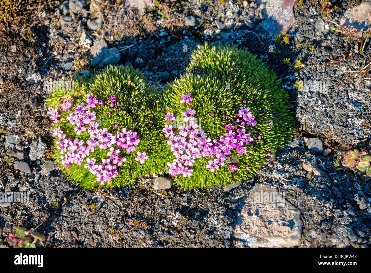 Silene acaulis Moss Campion Fiore Faksevagen Spitsbergen Norvegia // SPITSBERGEN, Svalbard e Jan Mayen - Silene acaulis, comunemente noto come muschio campion, mostra i suoi piccoli fiori rosa con cinque petali in mezzo a un tappeto di fogliame sempreverde. Questa resistente perenne prospera negli ambienti della tundra artica e alpina, formando fitti tappetini che la proteggono dai venti forti e trattengono calore e umidità. La pianta è originaria delle regioni subartiche e subalpine dell'emisfero settentrionale ed è tollerante alle temperature estremamente fredde. I suoi peli appiccicosi scoraggiano gli insetti, contribuendo alla sua resilienza in challe Foto Stock