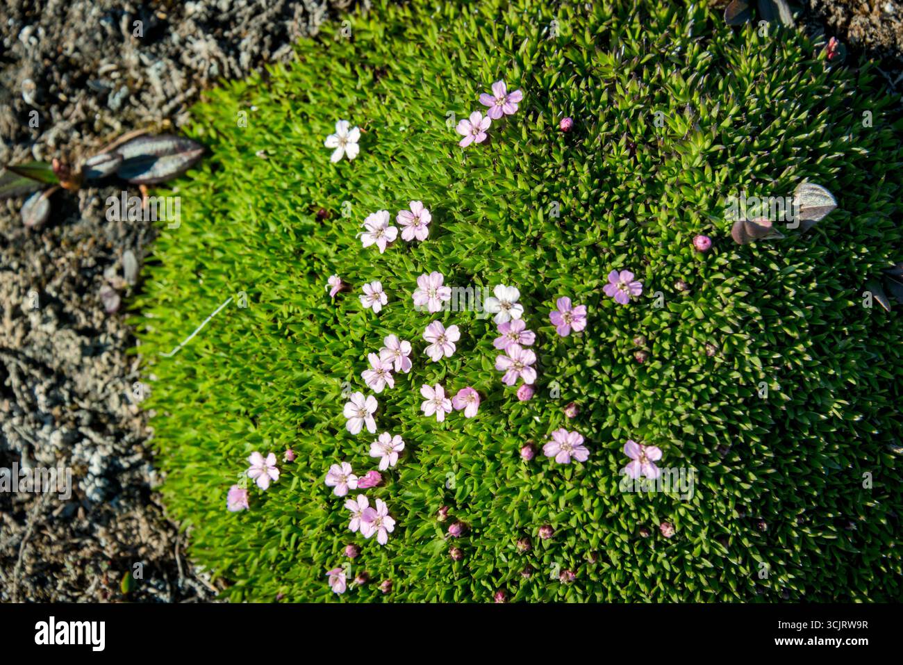 Moss Campion Silene acaulis Faksevagen Spitsbergen // SPITSBERGEN, Svalbard - Moss campion (Silene acaulis), noto anche come rosa cuscino, è una perenne sempreverde compatta e a forma di cuscino che si trova in ambienti artici, alpini e tundra. Questa pianta, originaria delle regioni subartiche e subalpine dell'emisfero settentrionale, è caratterizzata da un fitto e brillante fogliame verde e da piccoli fiori rosa o bianchi a forma di stella che fioriscono in estate. La forma ammortizzata del muschio campion lo aiuta a resistere ai venti forti e a trattenere calore e umidità, rendendolo tollerante a temperature fino a -40 gradi fa Foto Stock