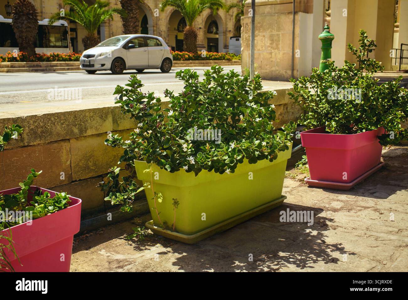 Strada con piante verdi in vasi colorati lungo la strada, con palme e architettura storica. Concetto di stile di vita sostenibile e di ecologia urbana. Foto Stock