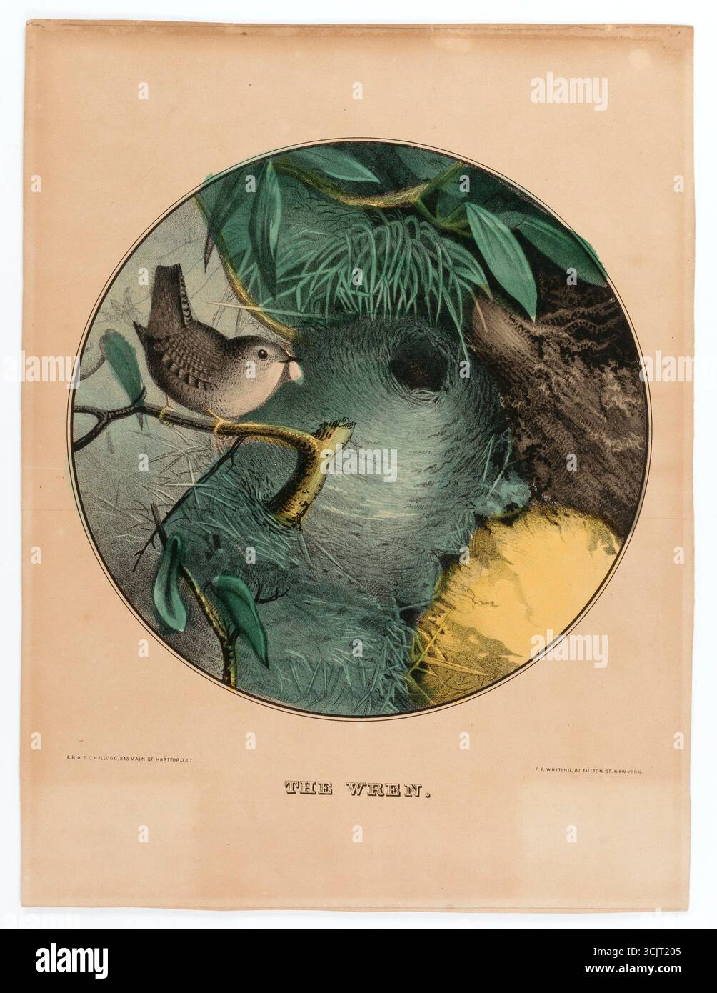 Litografia colorata a mano intitolata The Wren di E. C. Kellogg e E. B. Kellogg. Raffigura un piccolo wren arroccato su un ramo accanto al suo nido rotondo a cupola tra foglie dense e fogliame. Pubblicato a Hartford, Connecticut, e New York, XIX secolo. Foto Stock