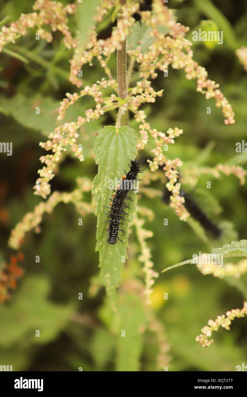 Caterpillars di farfalle di pavone che si nutrono di ortiche in un prato di fiori selvatici selvaggi nell'East Sussex, Regno Unito Foto Stock