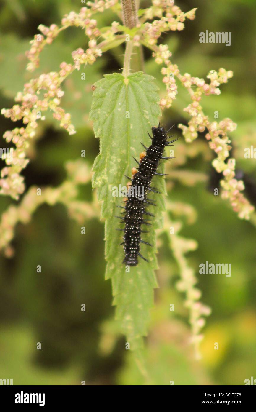 Caterpillars di farfalle di pavone che si nutrono di ortiche in un prato di fiori selvatici selvaggi nell'East Sussex, Regno Unito Foto Stock