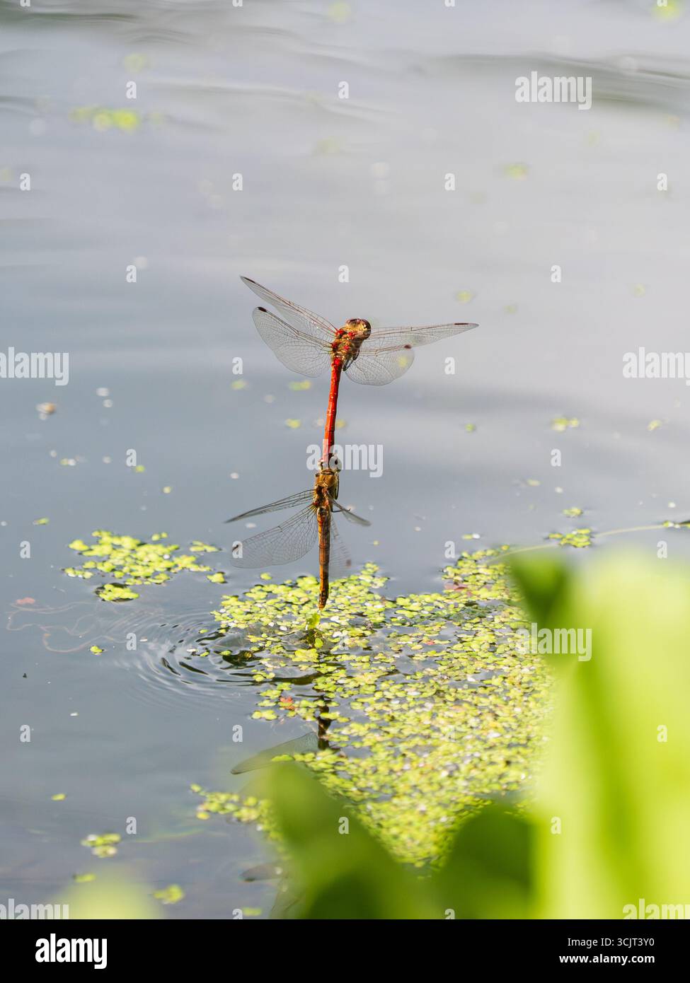 Libellule Common darter UK, Sympetrum striolatum, che si immergono in tandem per deporre le uova Foto Stock