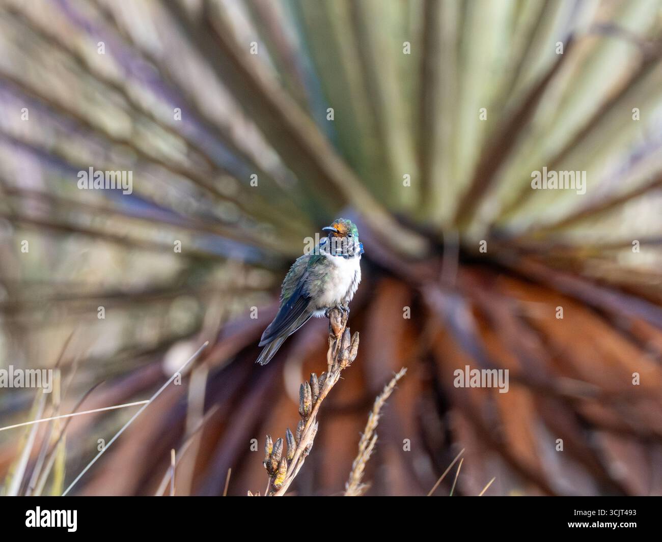 Colibrì di stelle blu, Oreotrochilus cyanolaemus, endemico del Cerro de Arcos, Ecuador Foto Stock