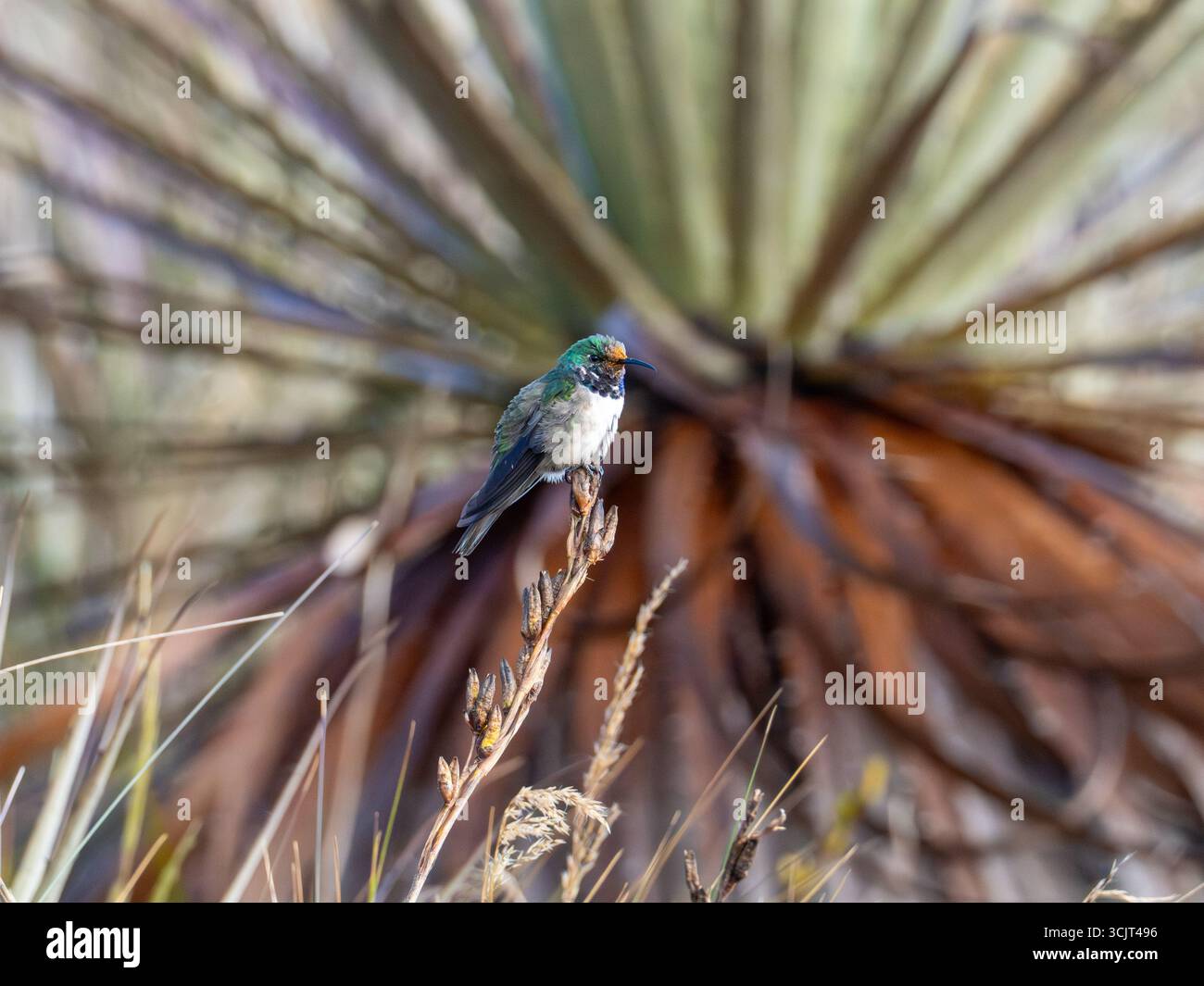 Colibrì di stelle blu, Oreotrochilus cyanolaemus, endemico del Cerro de Arcos, Ecuador Foto Stock