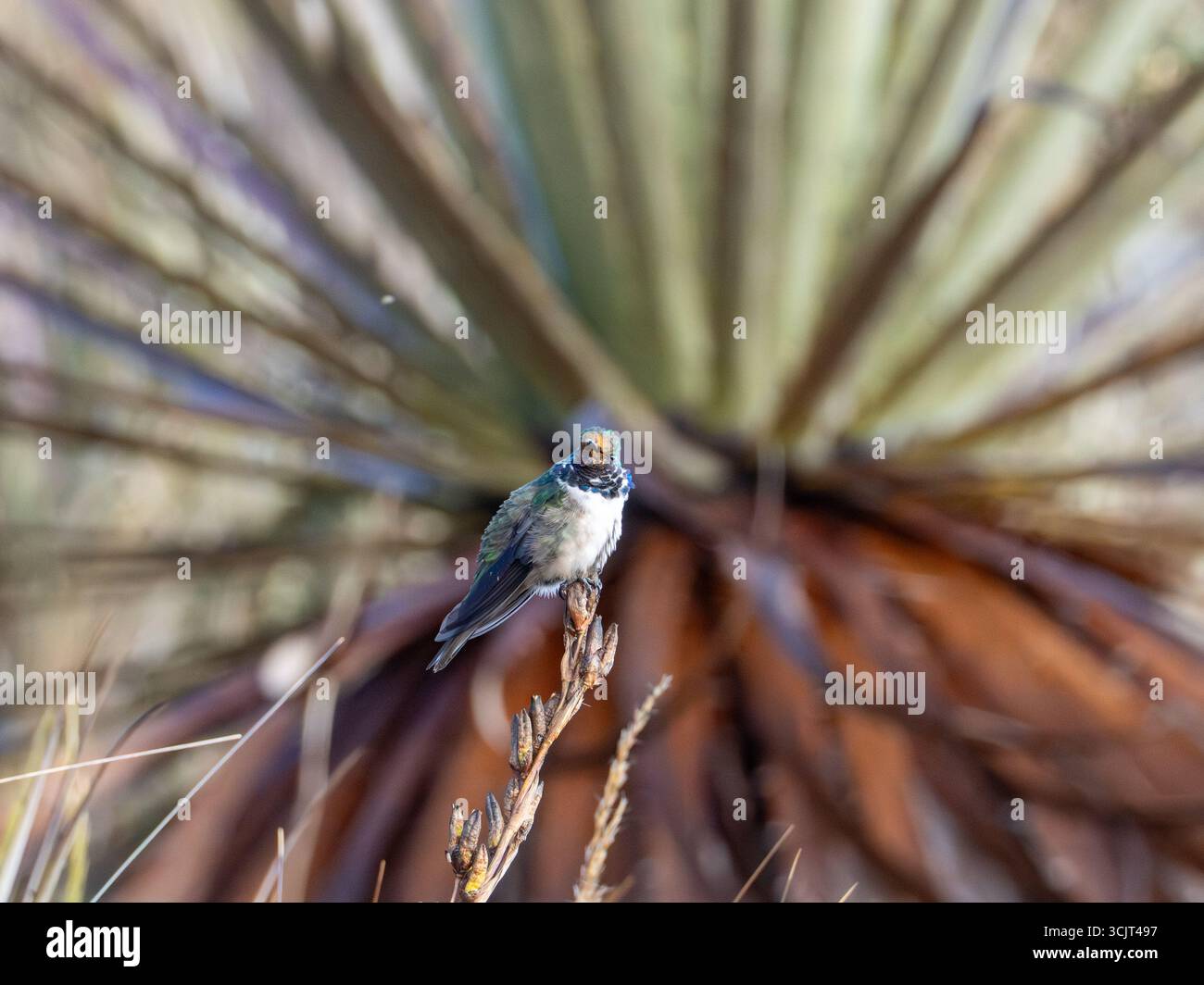 Colibrì di stelle blu, Oreotrochilus cyanolaemus, endemico del Cerro de Arcos, Ecuador Foto Stock