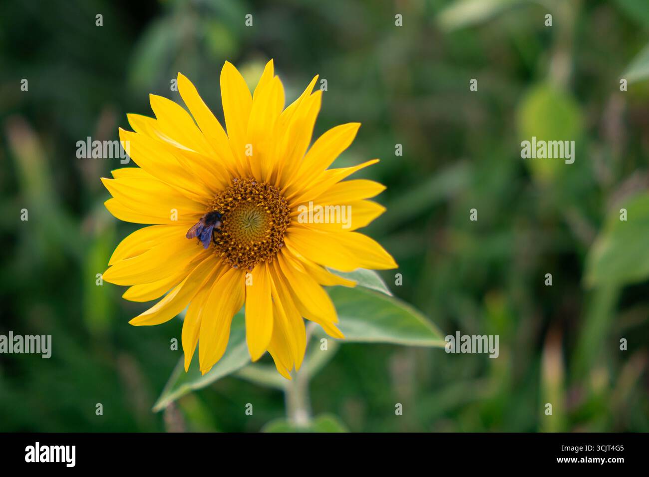 Girasole con un nettare di api. Impollinazione in un campo estivo con dolce bokeh. Foto Stock