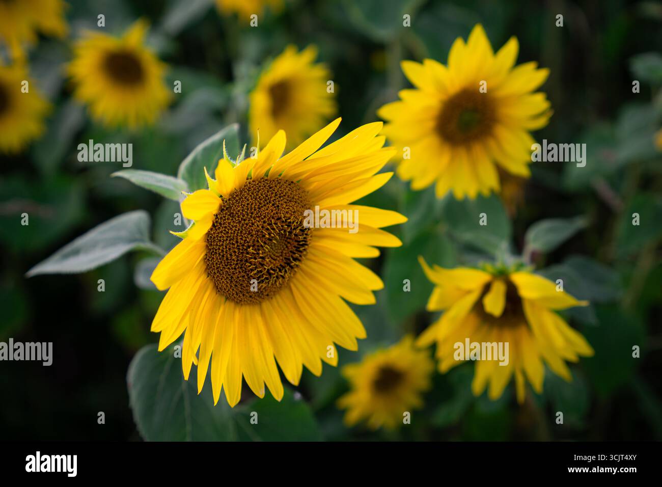 Testa di girasole singola a fuoco con altri sfocati dietro. Campo estivo naturale con bokeh verde tenue e petali vivaci. Foto Stock
