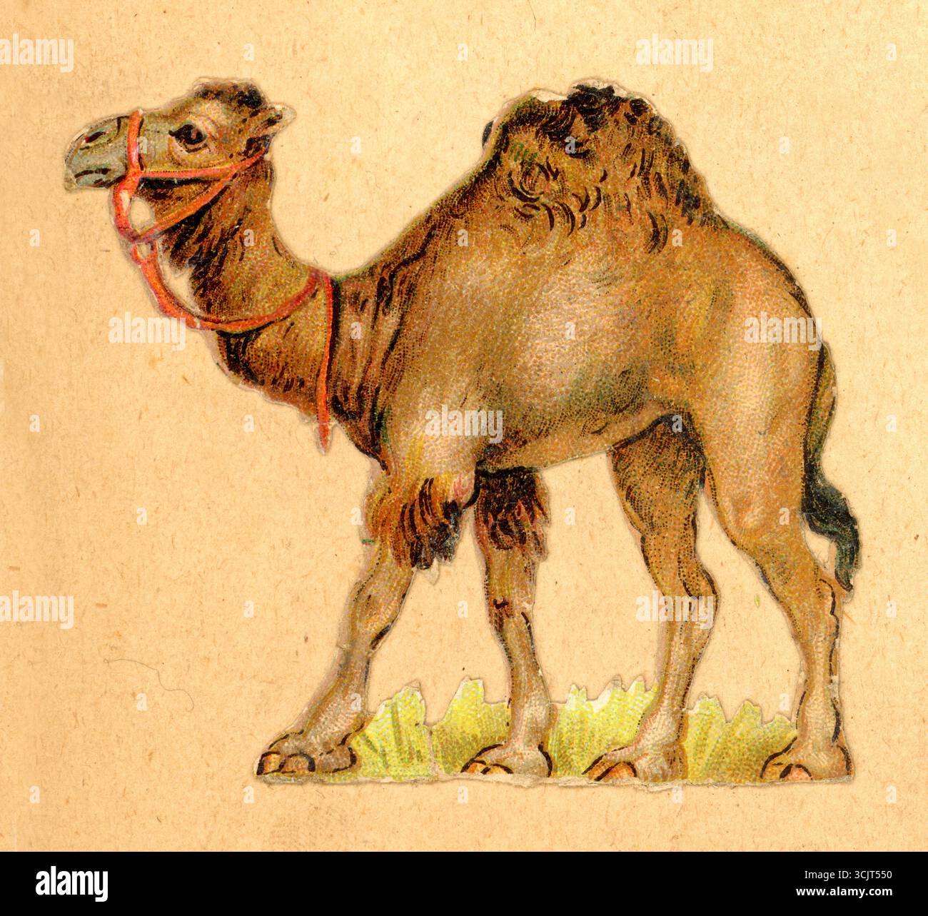 Pezzo di carta decoupage in cromo pressofuso in stile vittoriano originale da un foglietto vittoriano di un dromedario o di un cammello con una sola gola. Intorno agli anni '1890 del Regno Unito Foto Stock