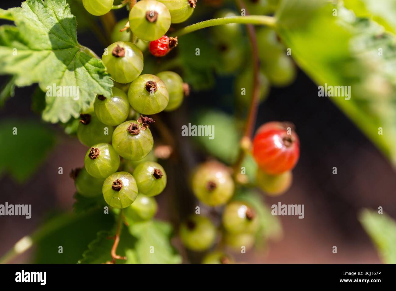 Vista ravvicinata della pianta di ribes rosso (Ribes rubrum) con bacche rosse mature e verdi accresciute raggruppate insieme. Foto Stock