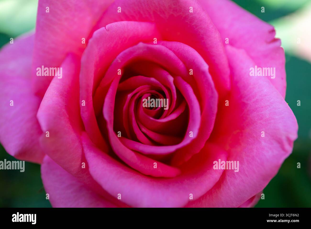 Rosa rosa vivace rosa rosa rosa rosa rosa rosa rosa rosa rosa, vista dall'alto ravvicinata di una singola testa di fiore. Foto Stock