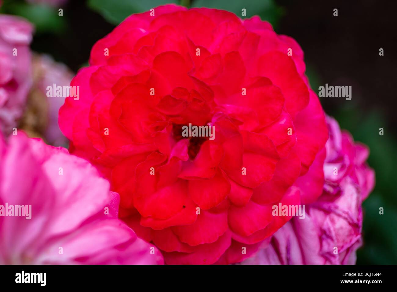 Rosa porcellana (rosa del Bengala, rosso del Bengala, rosa cinese, rosa chinensis) fiore rosso in fiore, vista ravvicinata. Foto Stock