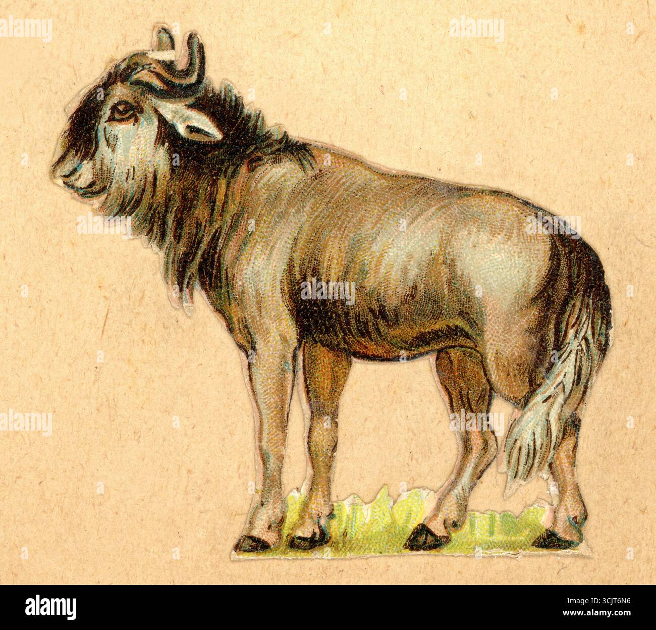 Pezzo originale di carta di decoupage cromo-diecut vittoriano goffrato da scarti vittoriani di GNU, intorno al 1890, Regno Unito Foto Stock