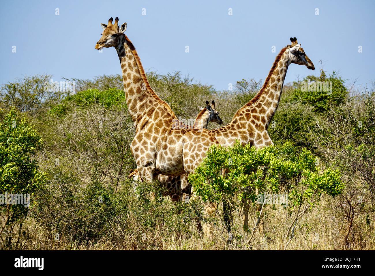 Famiglia di giraffe in piedi insieme in un safari in Africa Foto Stock