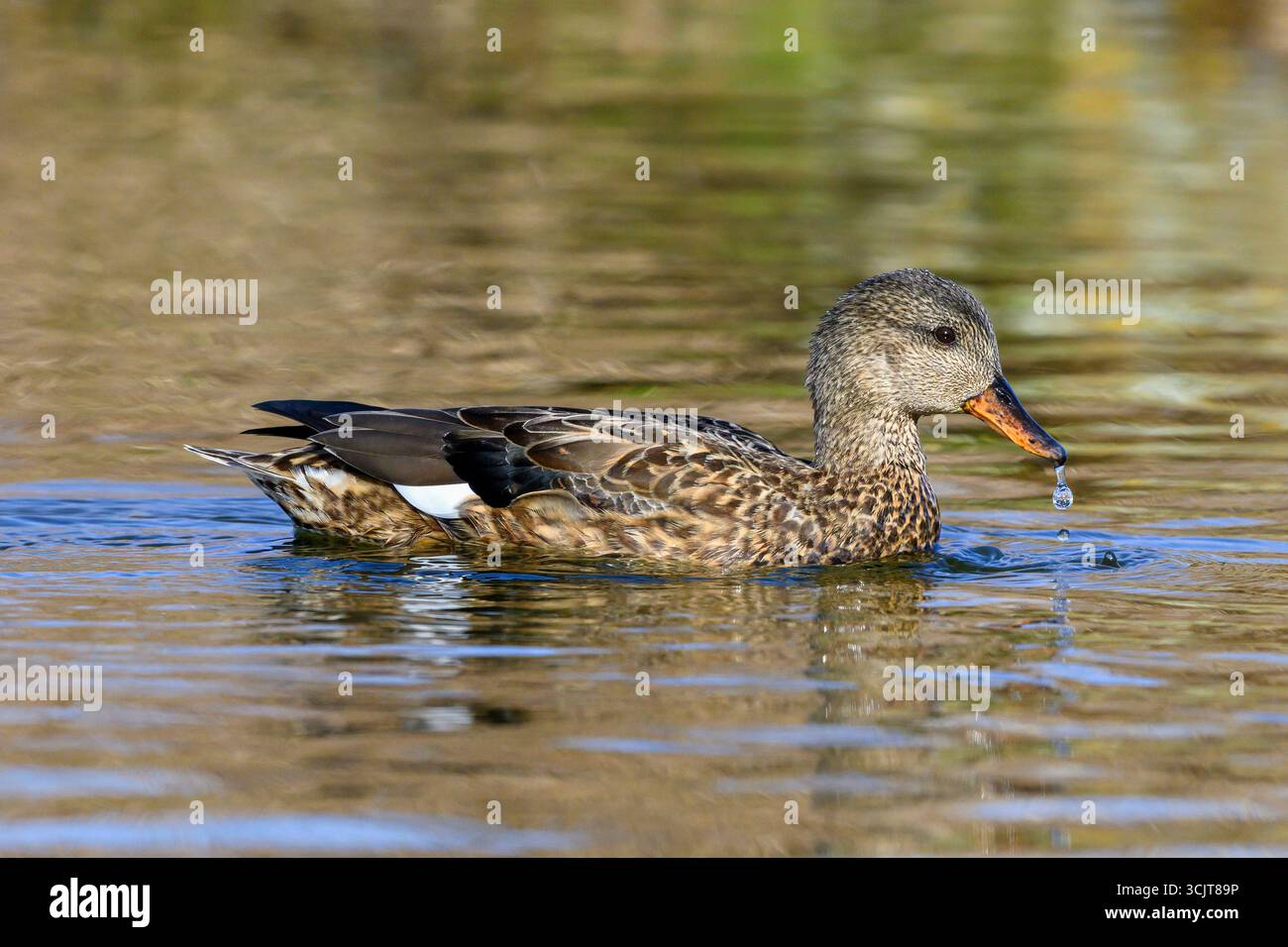 Gadwall, Anas strepera, nuoto femminile adulta Norfolk febbraio Foto Stock