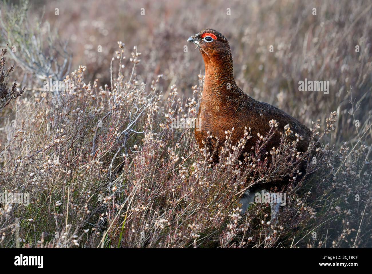 Red Grouse, Lagopus lagopus, uccello adulto in mezzo all'invecchiamento heather North Yorkshire Upper Moorland March Foto Stock