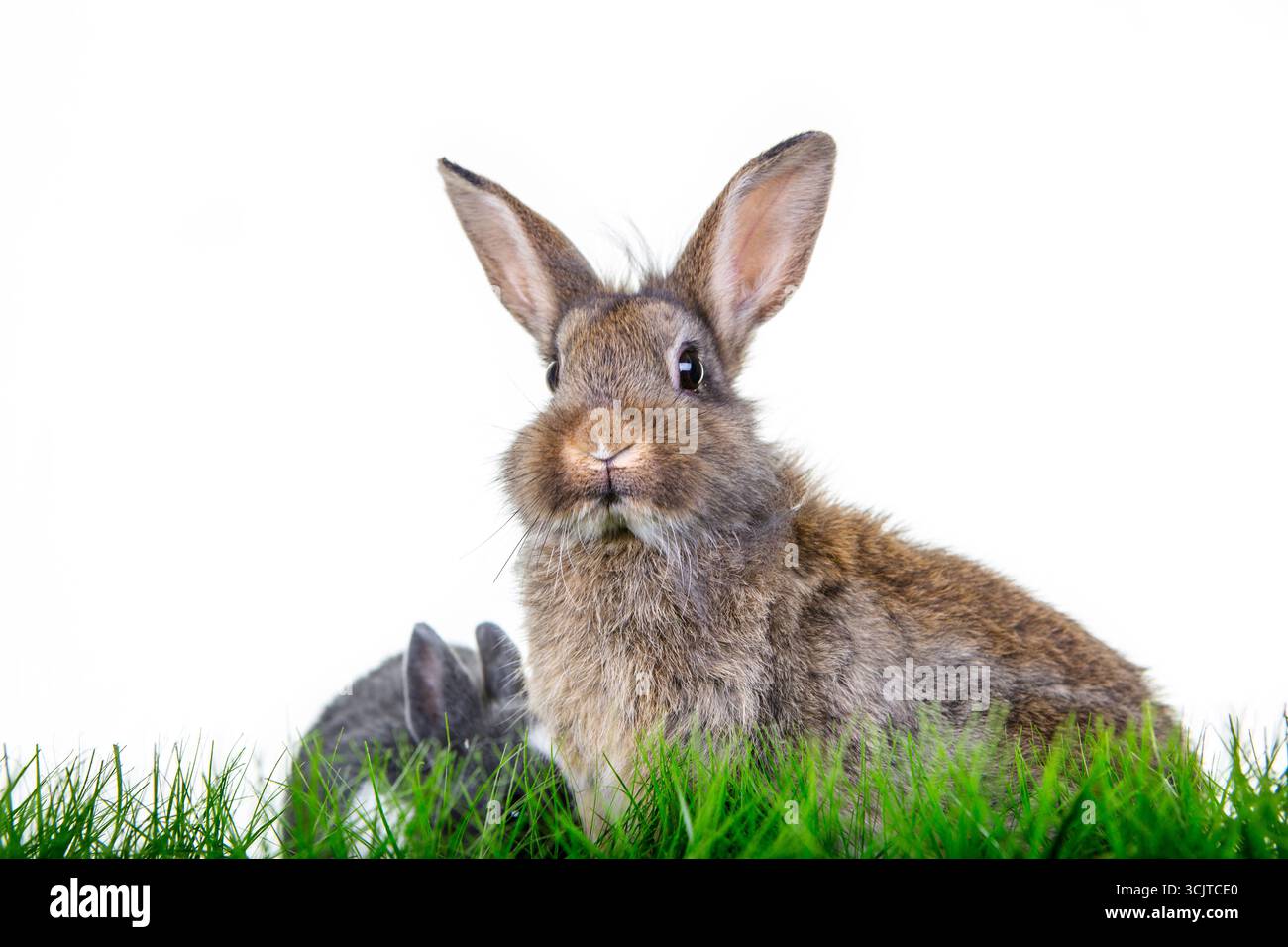 Coniglio domestico (Oryctolagus cuniculus F. domestica), due coniglietti sul prato, ritaglio, composizione Foto Stock