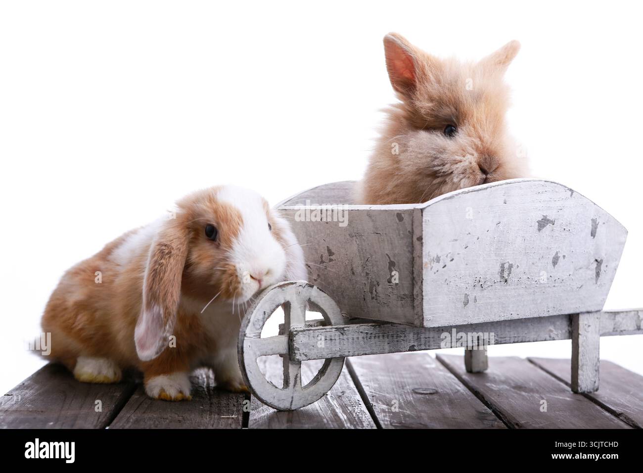 Coniglio domestico (Oryctolagus cuniculus F. domestica), due coniglietti, uno con orecchie floppy, uno in carriola di legno, ritaglio Foto Stock
