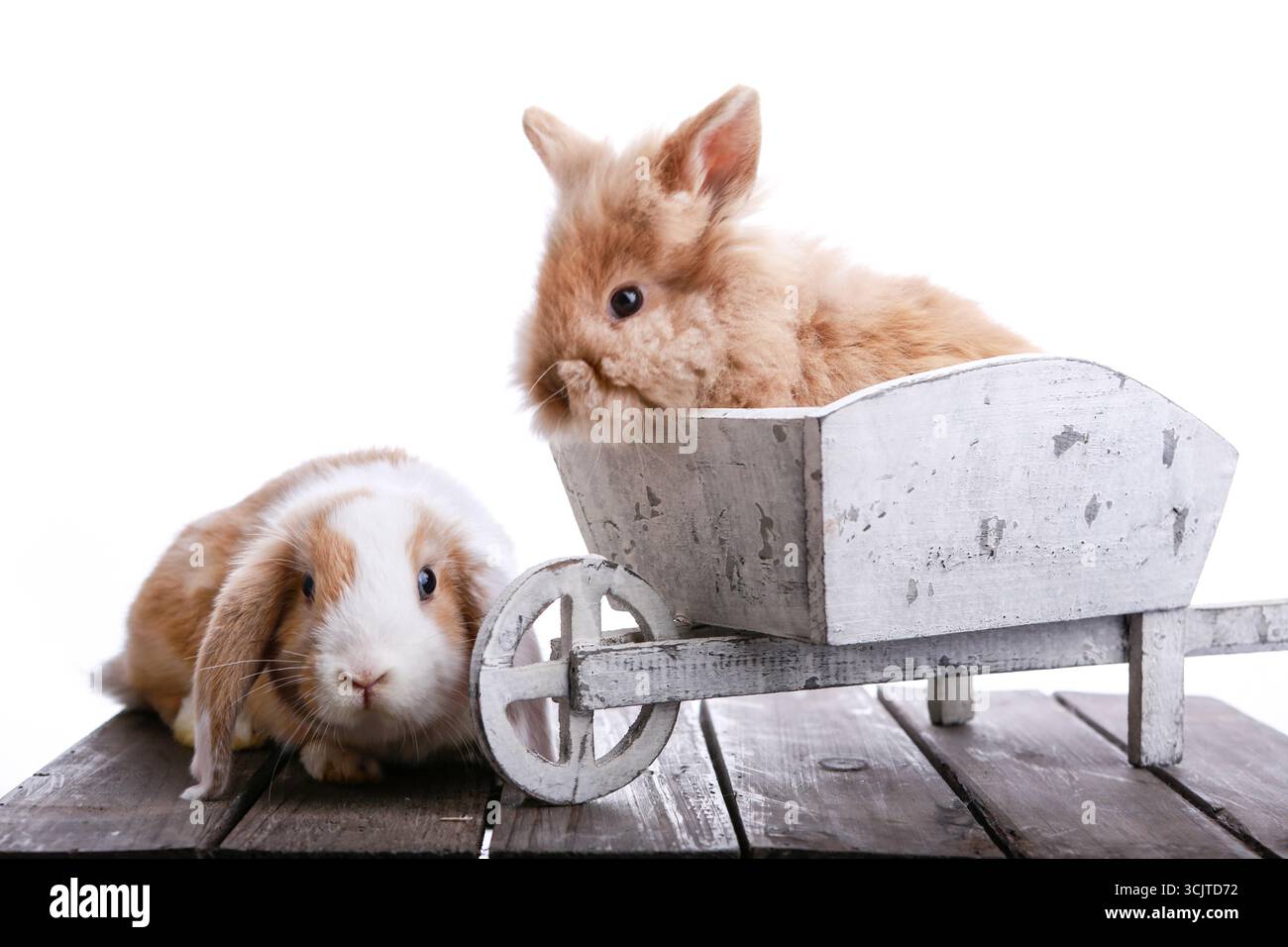 Coniglio domestico (Oryctolagus cuniculus F. domestica), due coniglietti, uno con orecchie floppy, uno in carriola di legno, ritaglio Foto Stock