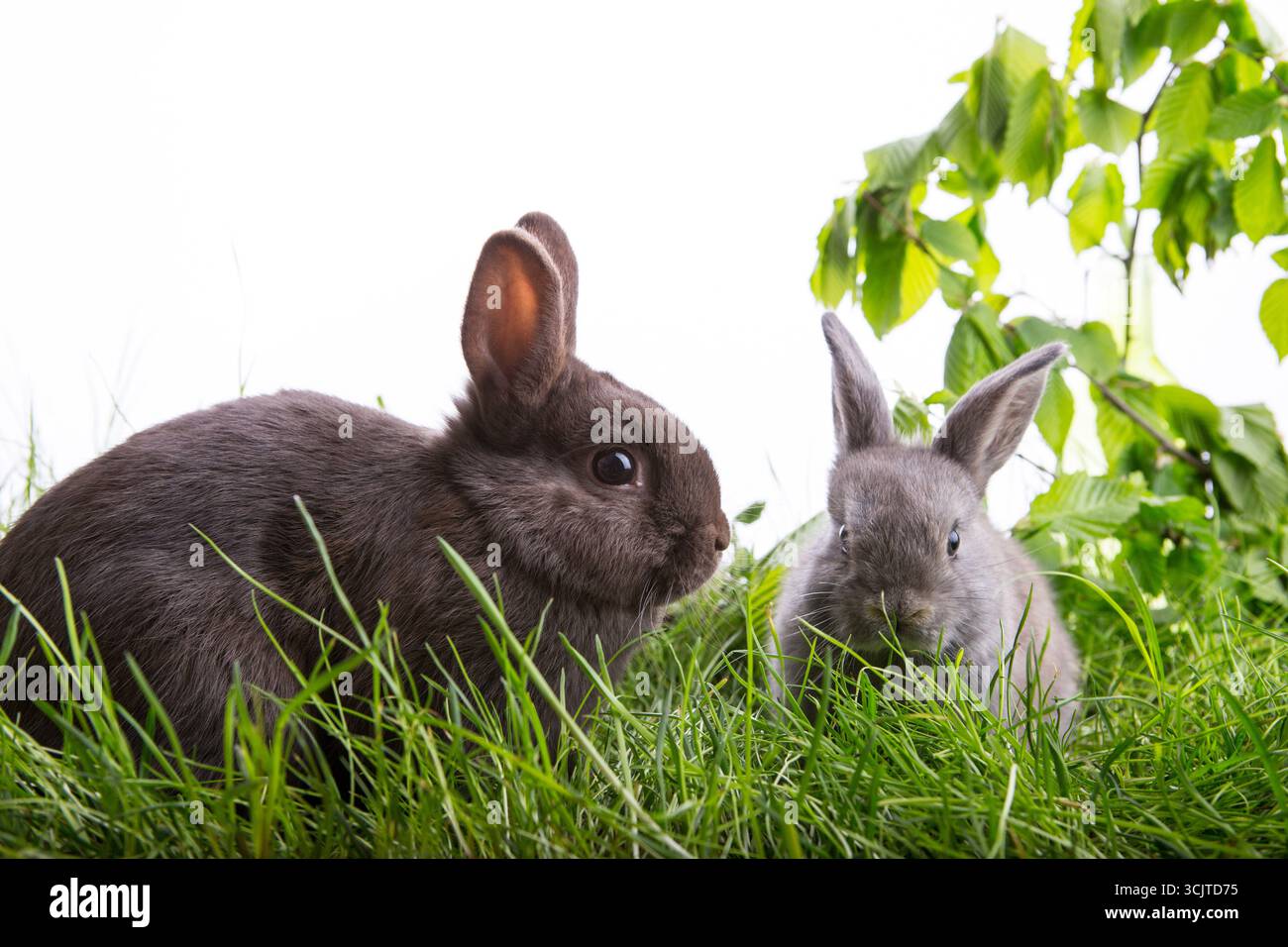 Coniglio domestico (Oryctolagus cuniculus F. domestica), due coniglietti nel prato, ritaglio, composizione Foto Stock